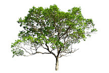 Obraz Strom šťastia 1448